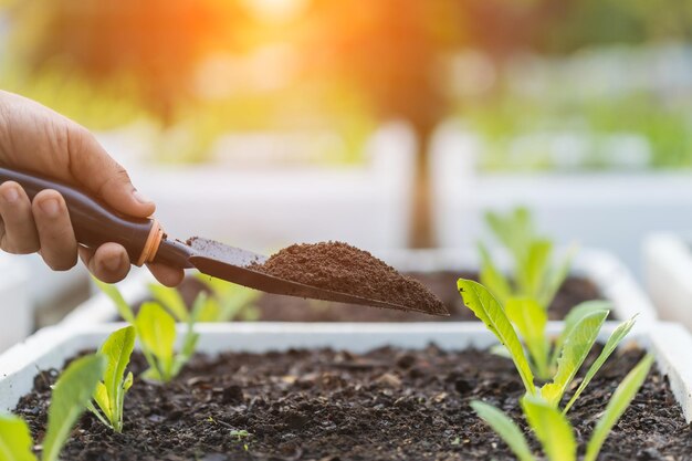 Farmer’s hands holding vermicompost, adding organic fertilizer to vegetable plants.